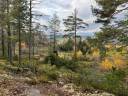 Blerasstienutsiktsr